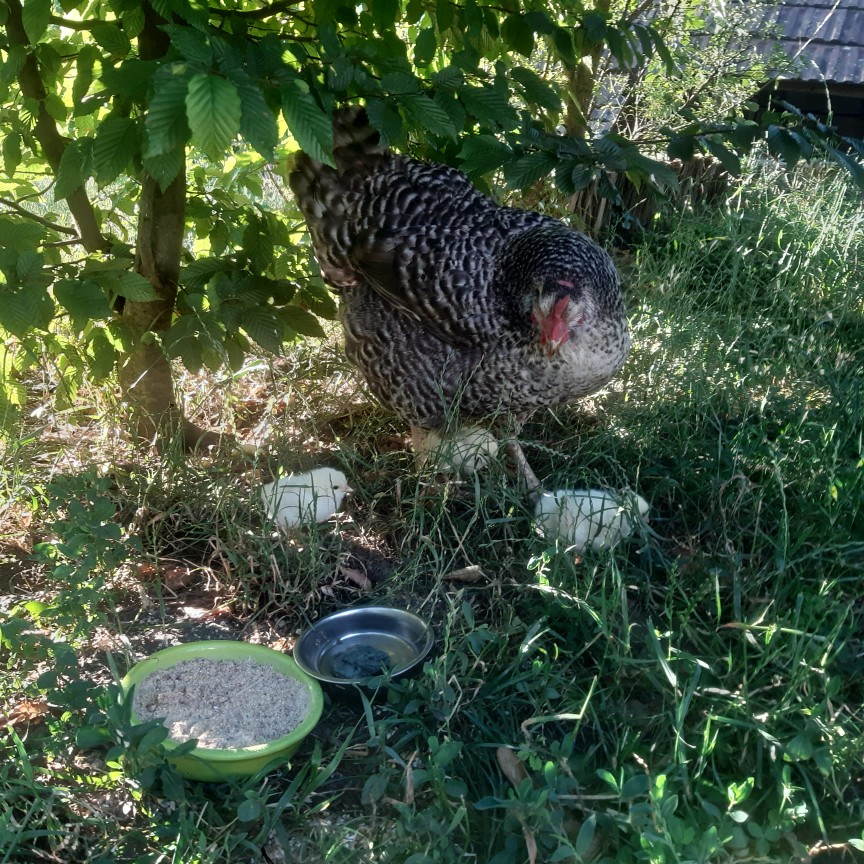 Helmet mit Nachwuchs